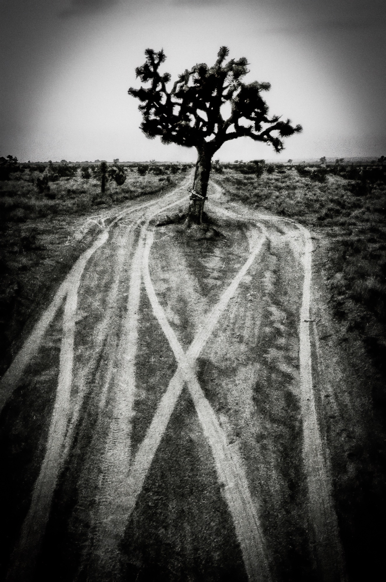 Joshua Tree at convergence of two desert tracks, B&W